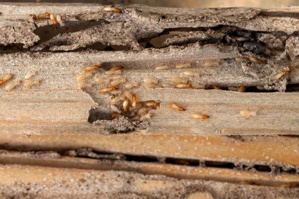 Best Ant Control Services  in Parker, TX